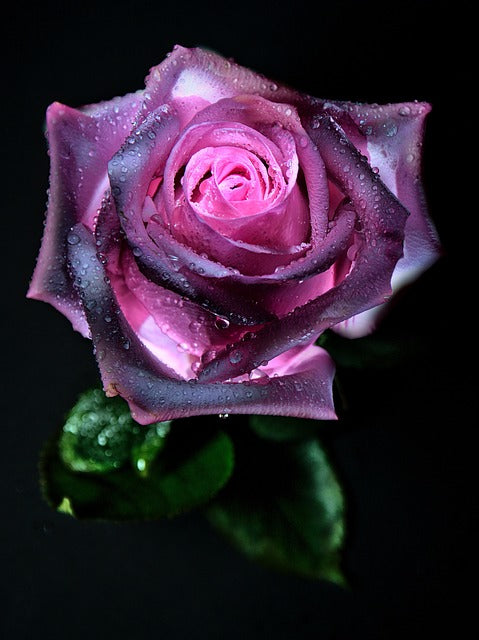 Serie de flores individuales