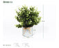 Eucalipto 25CMPE, verde hierro para decoración de interiores