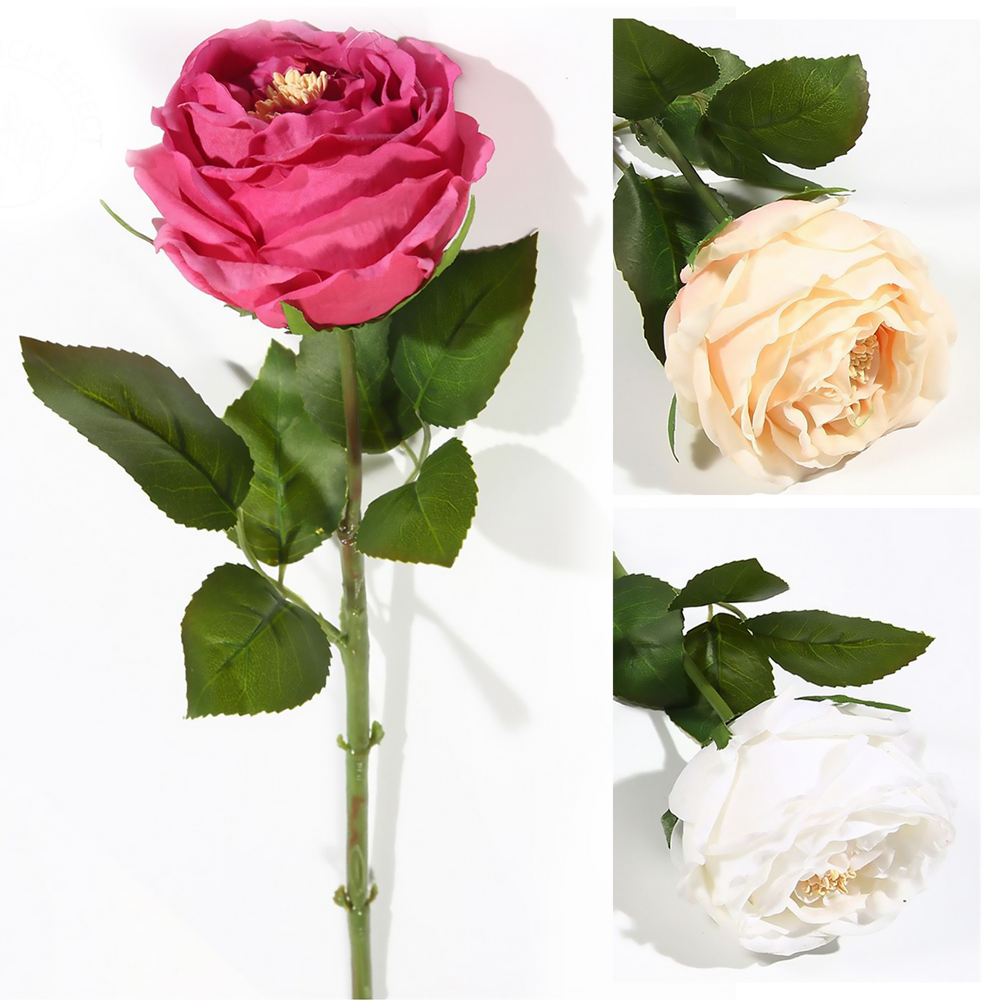 Sensación de película única Austin Rose 44CM rosa, champán, blanco