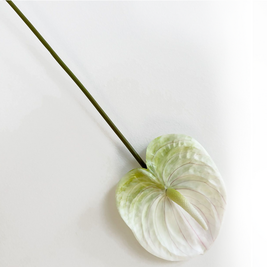 Anturio rojo individual 57CM blanco