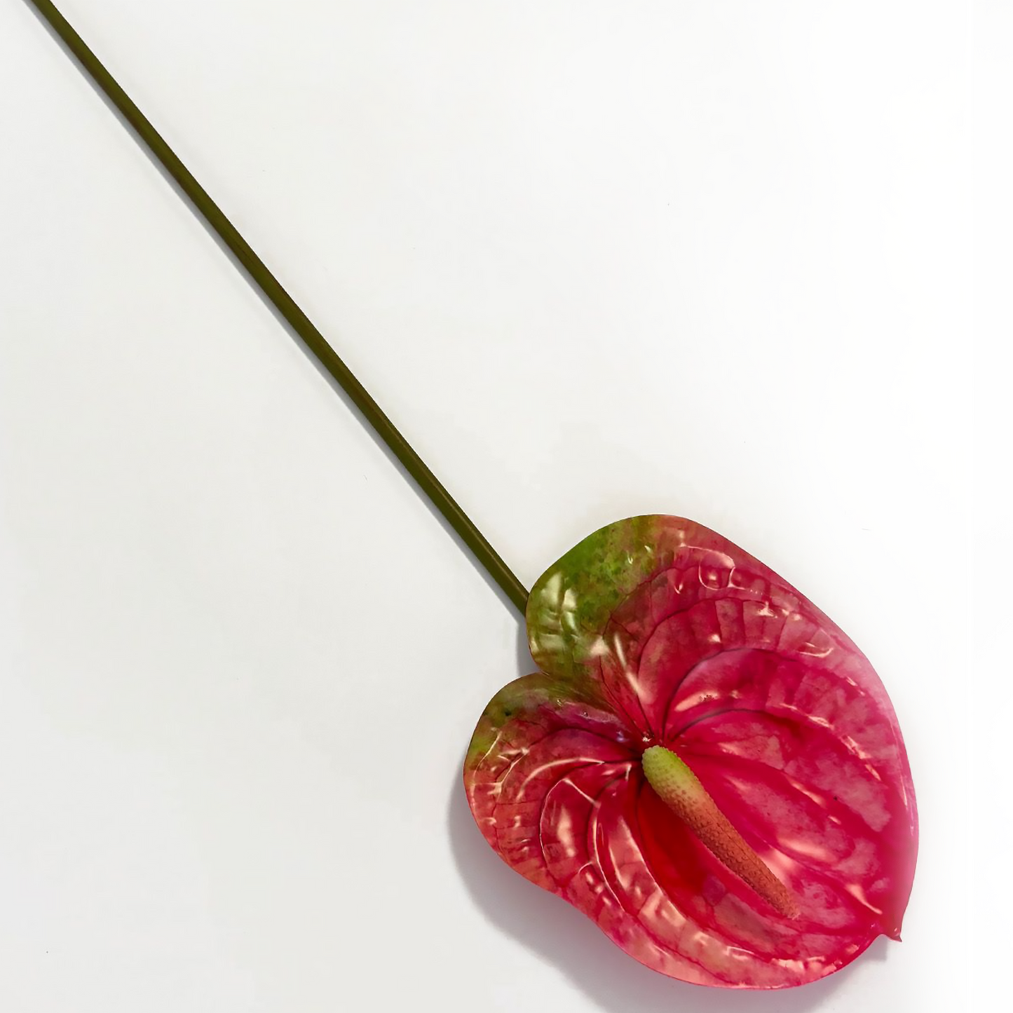 Anturio rojo individual 57CM blanco