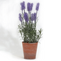 Adornos creativos de lavanda artificial en maceta de plástico de 38 x 10 cm.