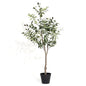 VATTEN HOME Olivo 110cm Planta Artificial Decorativa para hogar, Oficina, casa, balcón, Dormitorio